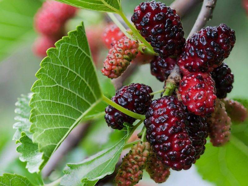 Шелковица купить саженцы из питомнике в Калуге