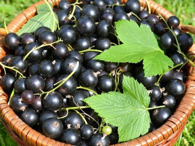 Смородина купить саженцы из питомника в Калуге