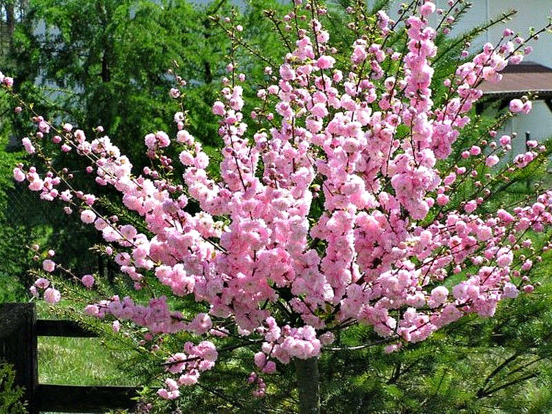 Миндаль купить саженцы из питомника в Калуге