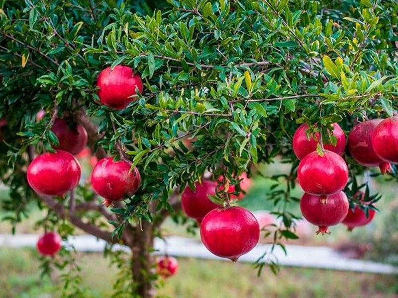 Гранат купить саженцы из питомника в Калуге