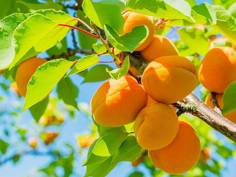 Абрикос купить саженцы из питомнике в Калуге