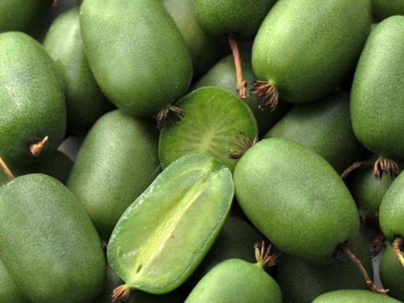 Актинидия купить саженцы из питомнике в Калуге