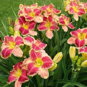 Лилейник "ДИВАС ЧОЙС"