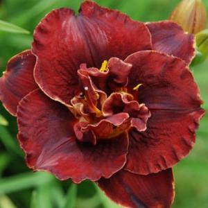 Лилейник "НАЙТ ЭМБЕРС"