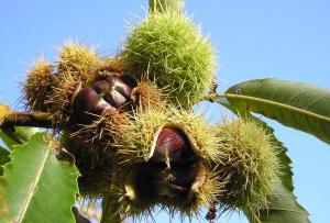 Каштан Европейский