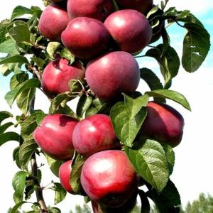 Яблоня колоновидная "МОСКОВСКОЕ ОЖЕРЕЛЬЕ"
