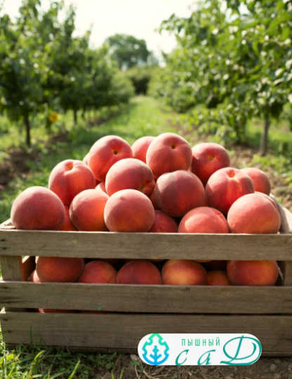 Персик "САНРАЙЗ"  (срок созревания - август)
