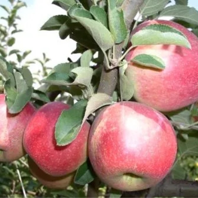 Яблоня "КУБАНСКОЕ БАГРЯНОЕ"