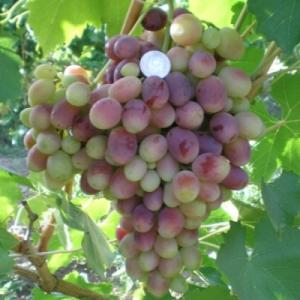 Виноград "МАРСЕЛО"